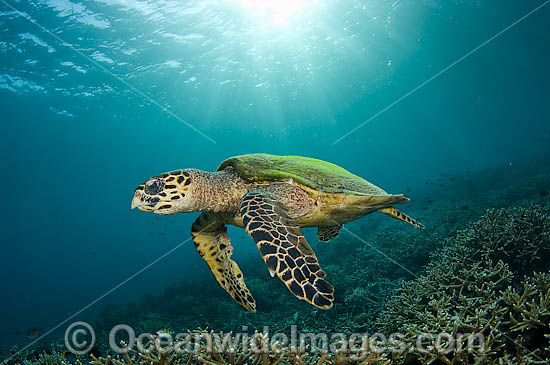 Hawksbill Sea Turtle Eretmochelys imbricata photo