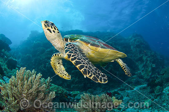 Hawksbill Sea Turtle Eretmochelys imbricata photo