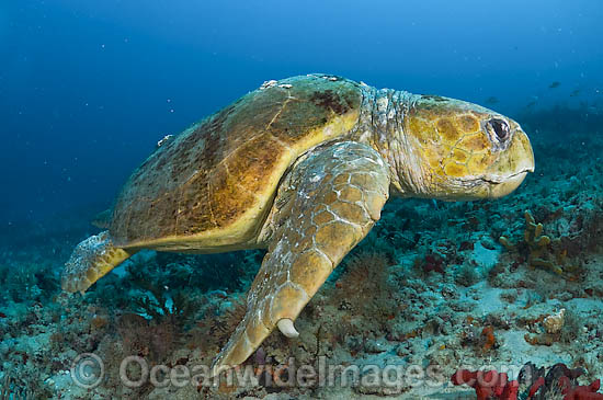 Loggerhead Sea Turtle Caretta caretta photo