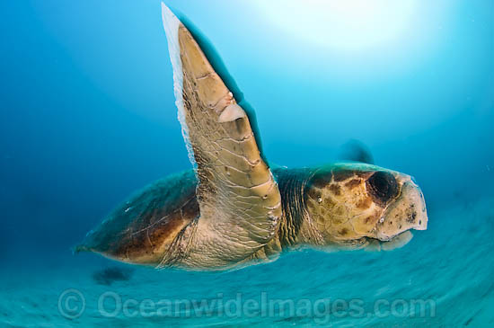 Loggerhead Sea Turtle photo Loggerhead Sea Turtle photo