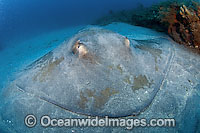 Roughtail Stingray Dasyatis centroura Photo - Michael Patrick O'Neill