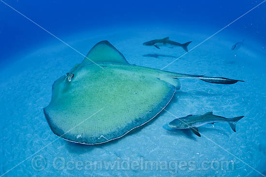 Roughtail Stingray with Cobia photo