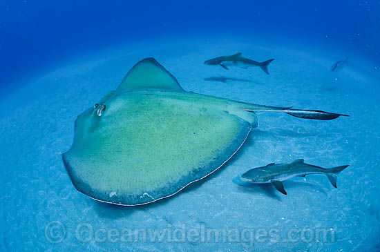 Two Cobia (Rachycentron canadum) follow a Roughtail Stingray (Dasyatis centroura) over the sand in Palm Beach, Florida, USA. It's common for this fish species to accompany rays and other large animals. Two Cobia (Rachycentron canadum) follow a Roughtail Stingray (Dasyatis centroura) over the sand in Palm Beach, Florida, USA. It's common for this fish species to accompany rays and other large animals.