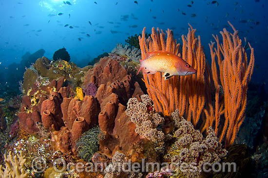 Reef scene of fish and coral photo