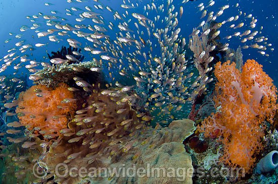 Reef scene showing schooling Cardinalfish sheltering amongst soft and hard corals. Photo taken in Komodo National Park, Indonesia, where over 1,000 types of fish occur. Photo - Michael Patrick O'Neill