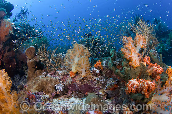 Reef scene showing schooling Cardinalfish sheltering amongst soft and hard corals. Photo taken in Komodo National Park, Indonesia, where over 1,000 types of fish occur. Photo - Michael Patrick O'Neill Reef scene showing schooling Cardinalfish sheltering amongst soft and hard corals. Photo taken in Komodo National Park, Indonesia, where over 1,000 types of fish occur. Photo - Michael Patrick O'Neill
