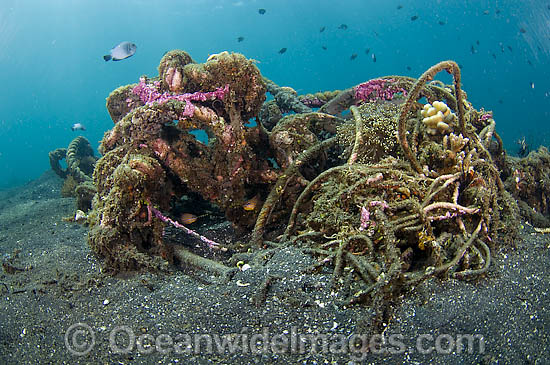 Corals and other marine life slowly recycle and transform man-made garbage and debris into small artificial reefs on the sandy underwater slopes of Lembeh Strait, Indonesia. Photo - Michael Patrick O'Neill Corals and other marine life slowly recycle and transform man-made garbage and debris into small artificial reefs on the sandy underwater slopes of Lembeh Strait, Indonesia. Photo - Michael Patrick O'Neill