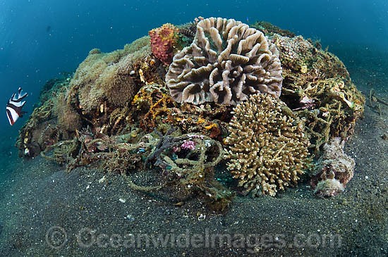 Garbage on Coral Reef photo