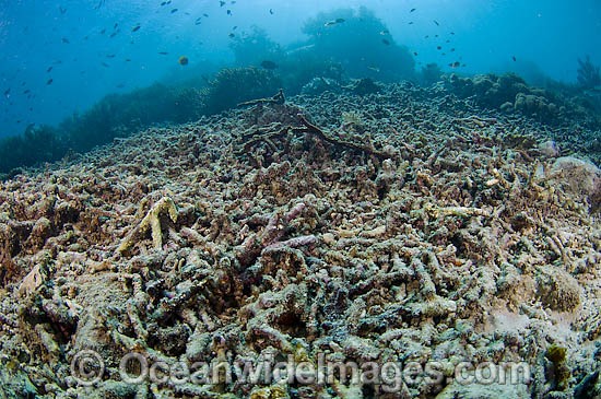 Reef destruction after Dynamite fishing photo