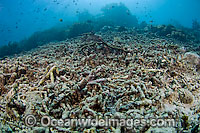 Reef destruction after Dynamite fishing Photo - Michael Patrick O'Neill