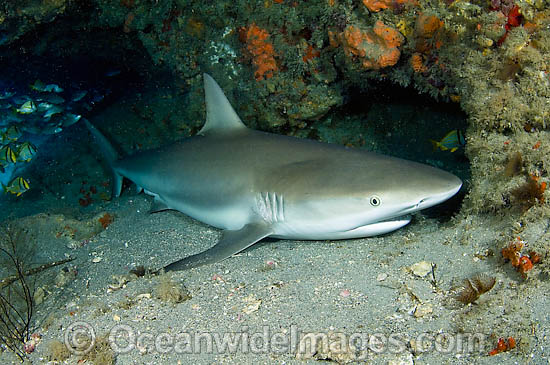Caribbean Reef Shark (Carcharhinus perezi) sleeping in a cave in Jupiter, FL. USA. Shark experts had believed all sharks, except nurse sharks, had to swim to breathe and survive but in fact several species can stay still and pump oxygen through gills. Photo - Michael Patrick O'Neill Caribbean Reef Shark (Carcharhinus perezi) sleeping in a cave in Jupiter, FL. USA. Shark experts had believed all sharks, except nurse sharks, had to swim to breathe and survive but in fact several species can stay still and pump oxygen through gills. Photo - Michael Patrick O'Neill