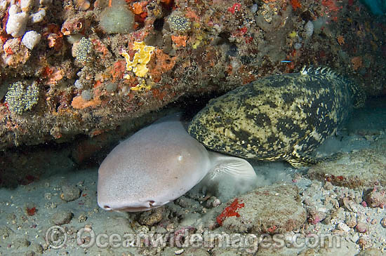 A Nurse Shark (Ginglymostoma cirratum) and Goliath Grouper (Epinephelus itajara) share a ledge in Juno Beach, Florida, USA Photo - Michael Patrick O'Neill A Nurse Shark (Ginglymostoma cirratum) and Goliath Grouper (Epinephelus itajara) share a ledge in Juno Beach, Florida, USA Photo - Michael Patrick O'Neill