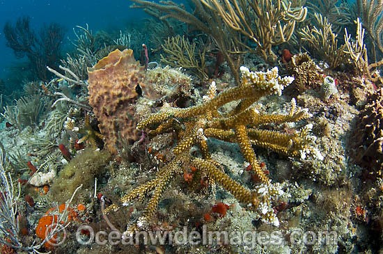 Endangered Staghorn Coral Florida photo