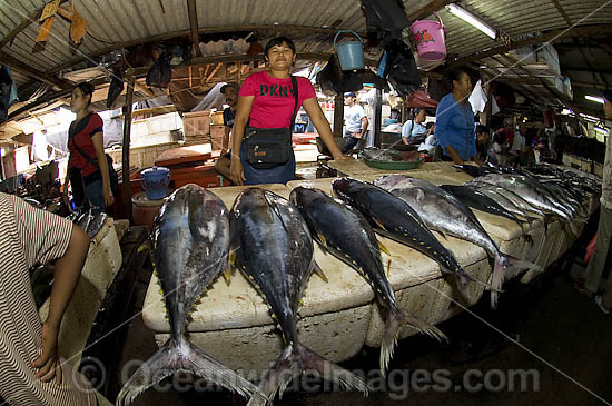 Unidentified tuna for sale in one of Bali's fish markets. Bali, Indonesia