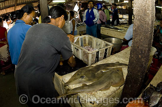 Fish Markets Bali photo