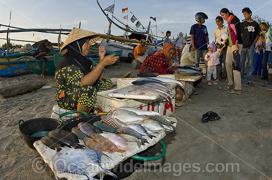 Fish Markets Indonesia photo