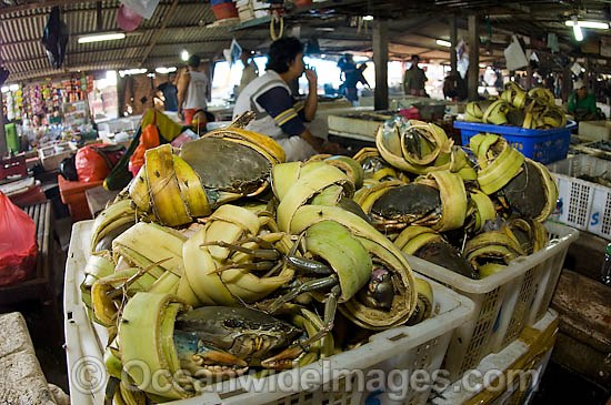  await buyers in one of Bali's fish markets. Bali, Indonesia