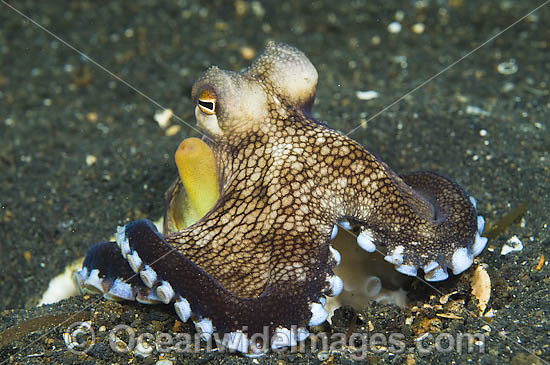 Veined Octopus colour variation photo