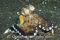 Veined Octopus colour variation Photo - Michael Patrick O'Neill