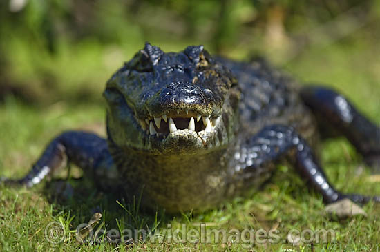 caiman. Jacare Caiman or Paraguay
