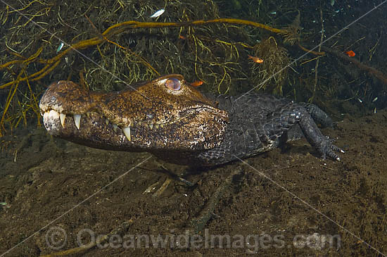 Cuvier's Dwarf Caiman (Paleosuchus palpebrosus) lying motionless on the bottom of a spring in Mato Grosso do Sul, Brazil (Amazon). Photo - Michael Patrick O'Neill