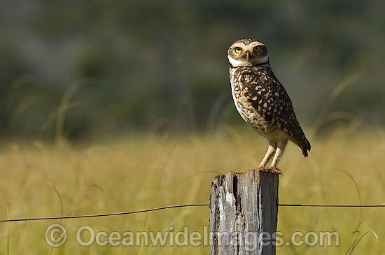 Burrowing Owl Athene cunicularia photo