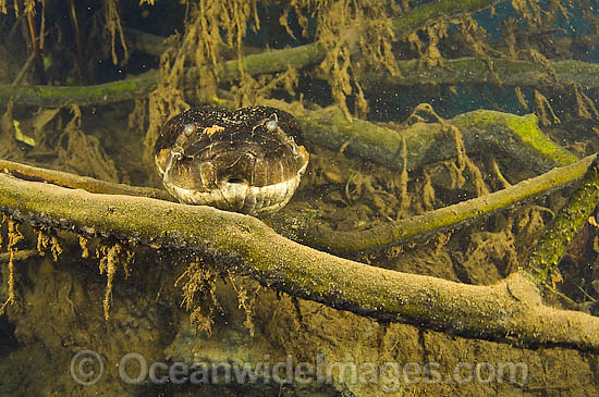 Green Anaconda underwater photo