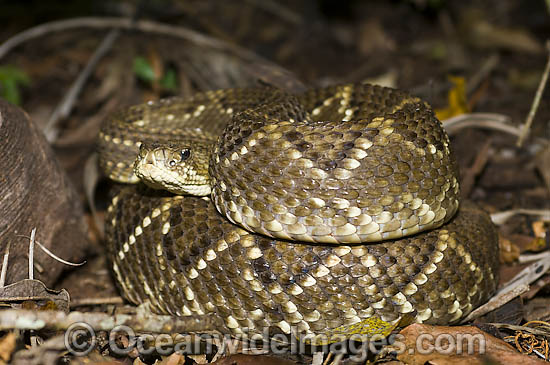 Neotropical Rattlesnake Crotalus durissus photo Neotropical Rattlesnake Crotalus durissus photo
