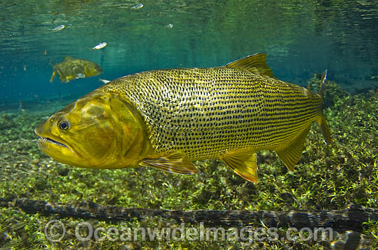 Dourado Salminus brasiliensis photo