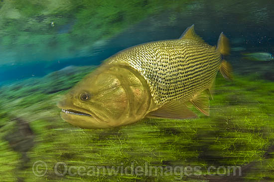 Dourado (Salminus brasiliensis), a large, predatory gamefish found in Central and Western Brazil. It can reach up to 4ft. in length and 40lbs and lives in large and small rivers in the region. Photo taken crystal clear stream in Mato Grosso do Sul, Brazil Photo - Michael Patrick O'Neill Dourado (Salminus brasiliensis), a large, predatory gamefish found in Central and Western Brazil. It can reach up to 4ft. in length and 40lbs and lives in large and small rivers in the region. Photo taken crystal clear stream in Mato Grosso do Sul, Brazil Photo - Michael Patrick O'Neill