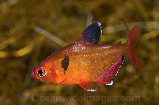 Serpae Tetra (Hyphessobrycon eques), photographed in a clear water spring in Mato Grosso do Sul, Brazil. This species is part of the Characin family and highly sought for the aquarium trade. Photo - Michael Patrick O'Neill Serpae Tetra (Hyphessobrycon eques), photographed in a clear water spring in Mato Grosso do Sul, Brazil. This species is part of the Characin family and highly sought for the aquarium trade. Photo - Michael Patrick O'Neill