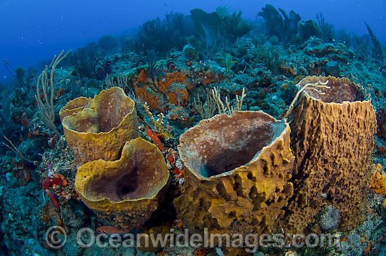 Barrel Sponge reef Florida photo