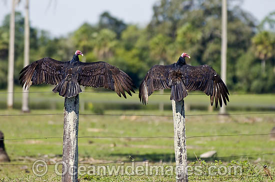 Turkey Vultures (Cathartes aura) drying their wings in the Pantanal in the Mato Grosso do Sul in Brazil. Photo - Michael Patrick O'Neill Turkey Vultures (Cathartes aura) drying their wings in the Pantanal in the Mato Grosso do Sul in Brazil. Photo - Michael Patrick O'Neill