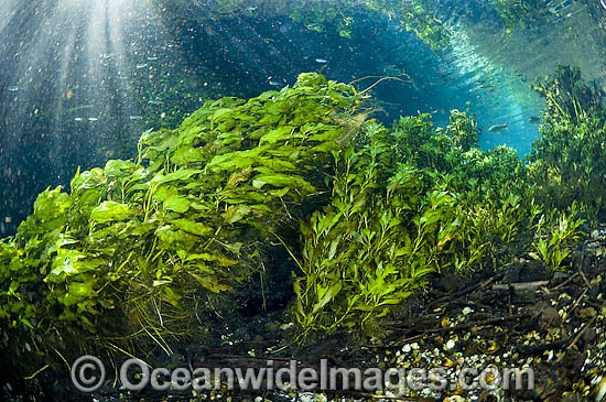Pondweed in clear spring photo