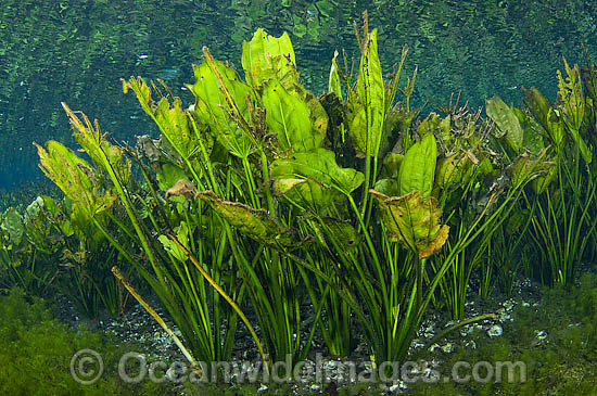 Water Plantain Echinodorus macrophyllus photo