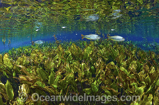 Piraputangas (Brycon microlepis) float over a thick carpet of brushwood leaf rich water Plantain (Echinodorus macrophyllus) in a spring in Mato Grosso do Sul, Brazil. Photo - Michael Patrick O'Neill Piraputangas (Brycon microlepis) float over a thick carpet of brushwood leaf rich water Plantain (Echinodorus macrophyllus) in a spring in Mato Grosso do Sul, Brazil. Photo - Michael Patrick O'Neill