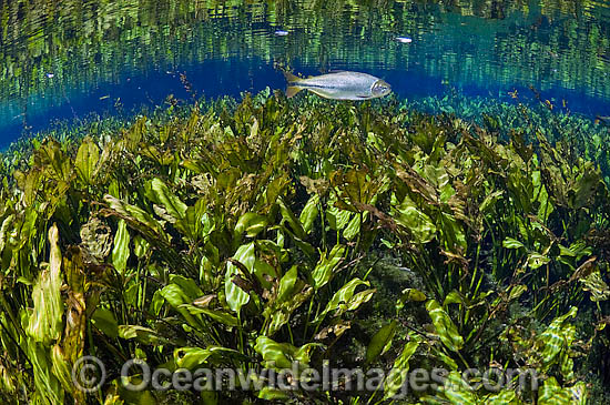 Water Plantain photo