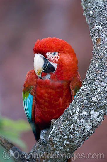 Red-and-green Macaw Ara chloropterus photo Red-and-green Macaw Ara chloropterus photo