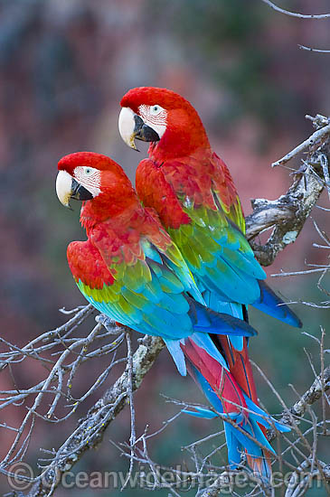 Red-and-green Macaw Ara chloropterus photo