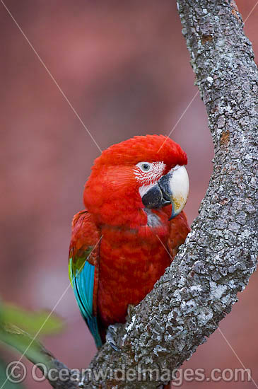 Red-and-green Macaw (Ara chloropterus) in a sink hole. Also known as Green-winged macaw. Mato Grosso do Sul, Brazil Photo - Michael Patrick O'Neill