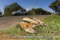 Dwarf Anteater Photo - Michael Patrick O'Neill