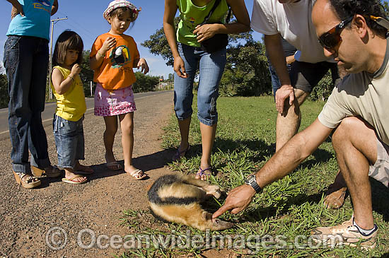 Collared Anteater killed on road photo Collared Anteater killed on road photo