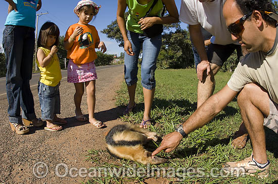 Collared Anteater killed on road photo