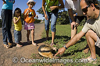 Collared Anteater killed on road Photo - Michael Patrick O'Neill