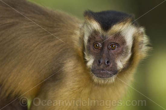 Brown Capuchin Monkey Cebus apella photo
