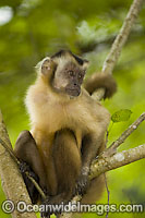 Brown Capuchin Monkey Cebus apella Photo - Michael Patrick O'Neill