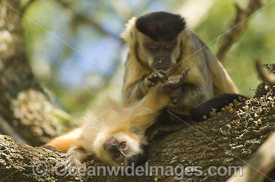 Brown Capuchin Monkey grooming young photo