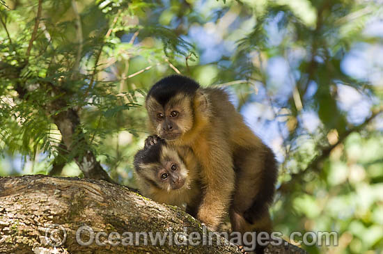 Brown Capuchin Monkey (Cebus apella) in Mato Grosso do Sul, Brazil (Amazon). Photo - Michael Patrick O'Neill Brown Capuchin Monkey (Cebus apella) in Mato Grosso do Sul, Brazil (Amazon). Photo - Michael Patrick O'Neill