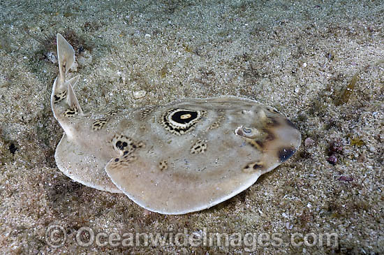 Bullseye Electric Ray (Diplobatis ommata). Also known as Bulls-eye Electric Ray. Sea of Cortez, Cabo pulmo, Baja, Mexico. Photo - Andy Murch Bullseye Electric Ray (Diplobatis ommata). Also known as Bulls-eye Electric Ray. Sea of Cortez, Cabo pulmo, Baja, Mexico. Photo - Andy Murch