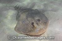 Lesser Electric Ray Narcine bancroftii Photo - Andy Murch